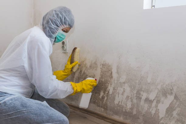 Attic Mold Removal in Olney, MD