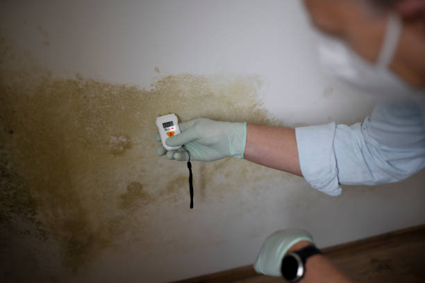 Best Toxic Mold Removal  in Olney, MD