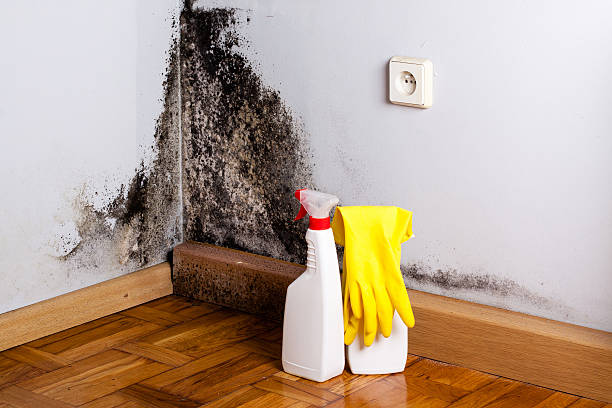 Best Affordable Mold Removal  in Olney, MD