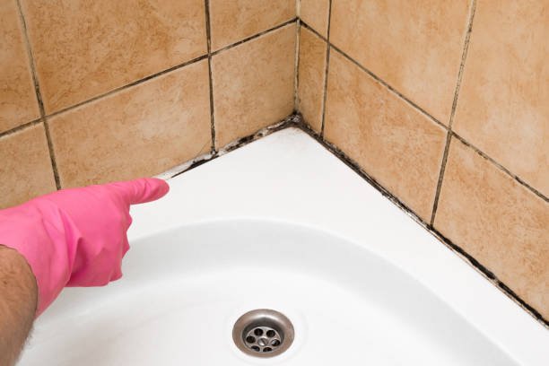 Best Toxic Mold Removal  in Olney, MD